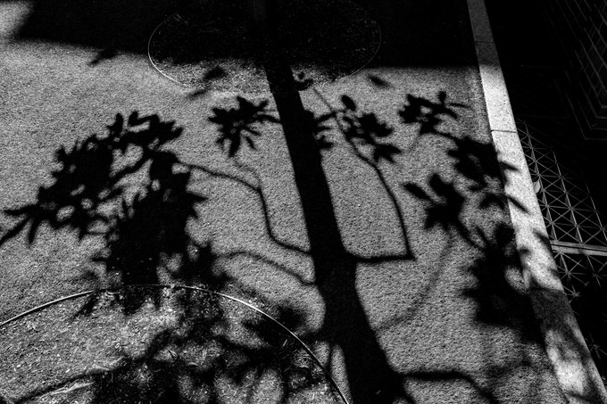 The shadow of a young tree thrown across a sunlit pavement, leaves and branches drawn in sharp black.